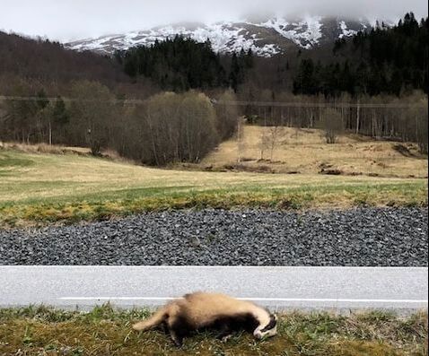 Dette skal du gjøre ved viltpåkjørsel