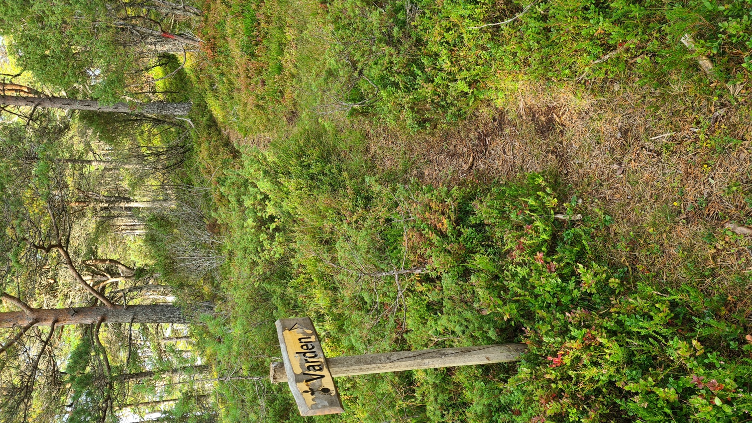 Sti Høgbergura - Varden